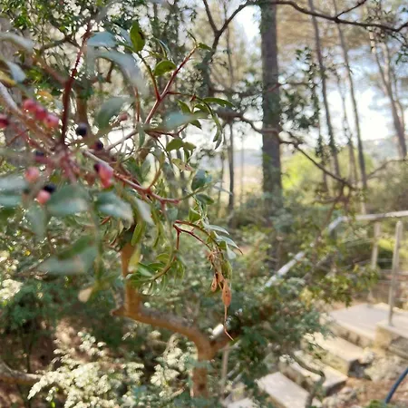 Maison Familiale A Sanary, En Pleine Pinede